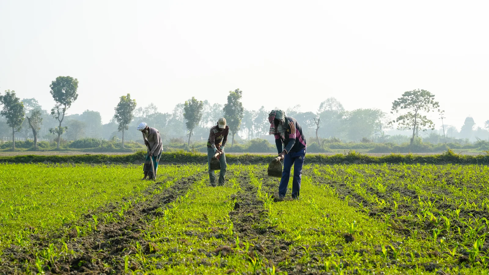 Lavoratori agricoli raccolgono prodotti in un campo durante la stagione estiva